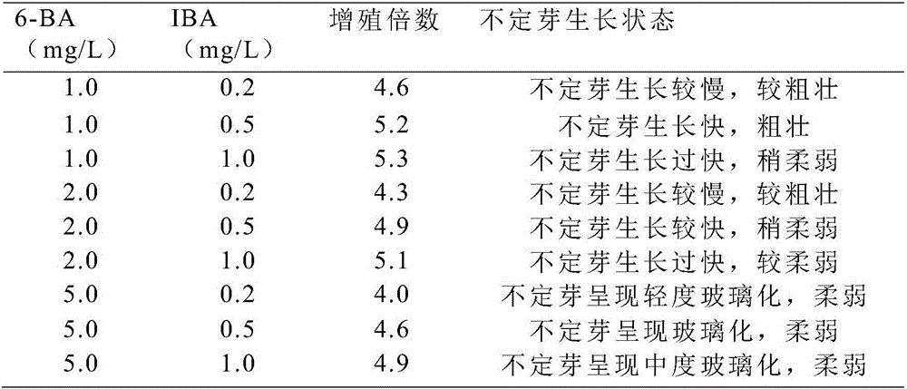 Method for tissue culture and rapid propagation of Urena procumbens Linn.