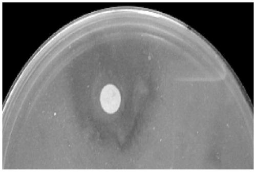 A kind of marine bacterium capable of antagonizing pathogenic bacteria Vibrio splendidus and its application