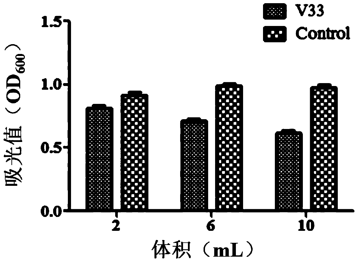 A kind of marine bacterium capable of antagonizing pathogenic bacteria Vibrio splendidus and its application