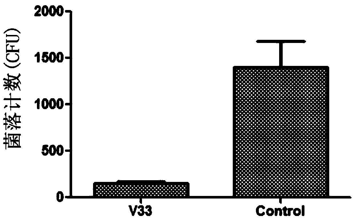 A kind of marine bacterium capable of antagonizing pathogenic bacteria Vibrio splendidus and its application