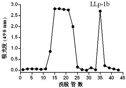 Procoagulant ligustrum lucidum ait flower polysaccharide as well as extraction and separation method and application thereof