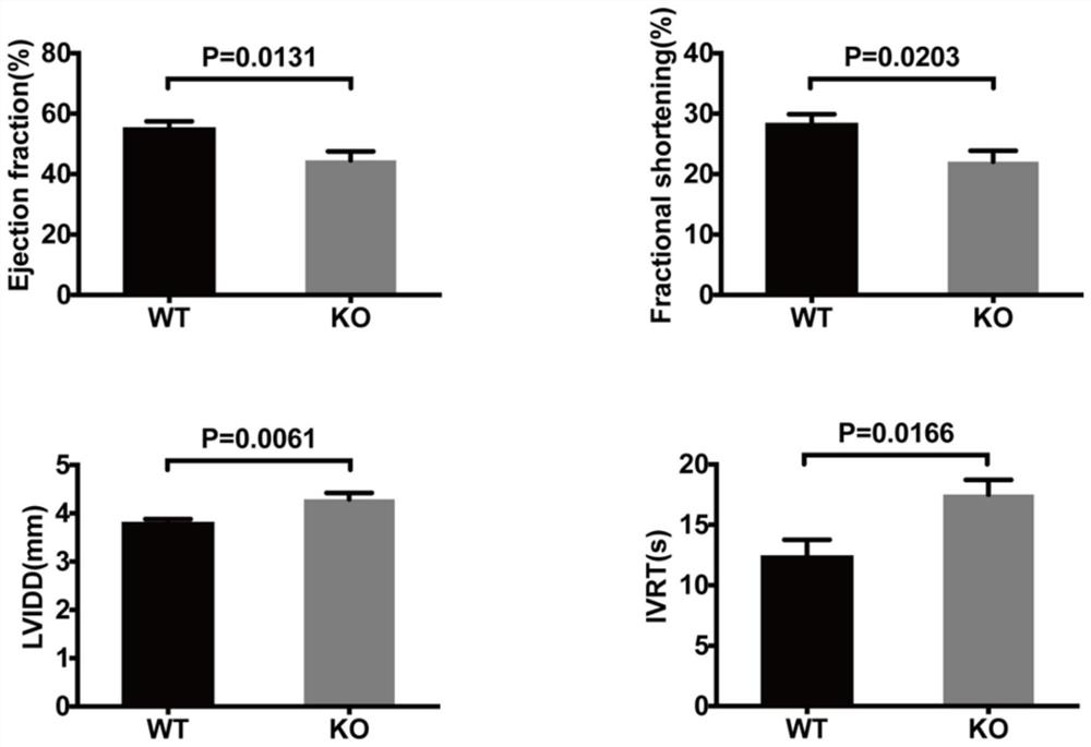 Construction method and application of Tecrl knockout mouse model