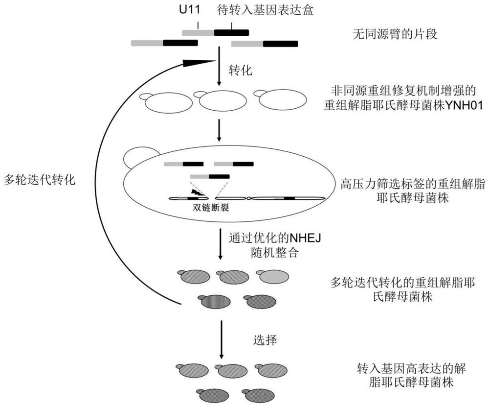 Method for integrating yarrowia lipolytica genome based on non-homologous end-linking mechanism
