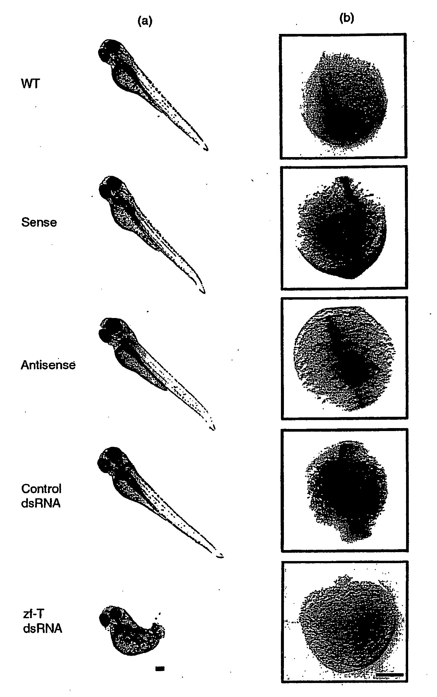 Composition and Method for IN VIVO and IN VITRO Attenuation of Gene Expression Using Double Stranded RNA