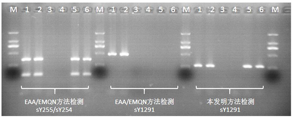 A detection method and application of human y chromosome label site sy1291
