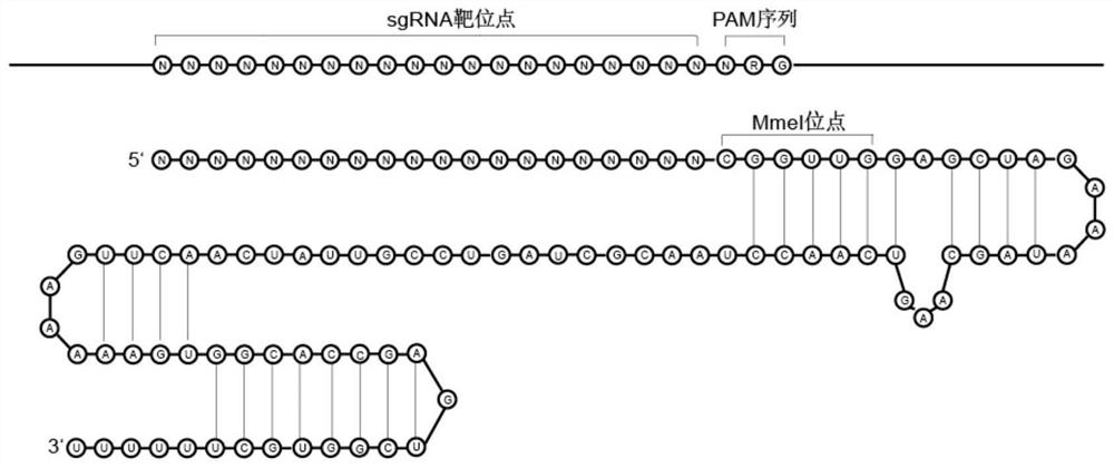 Preparation method of target sequence random sgRNA full-coverage group