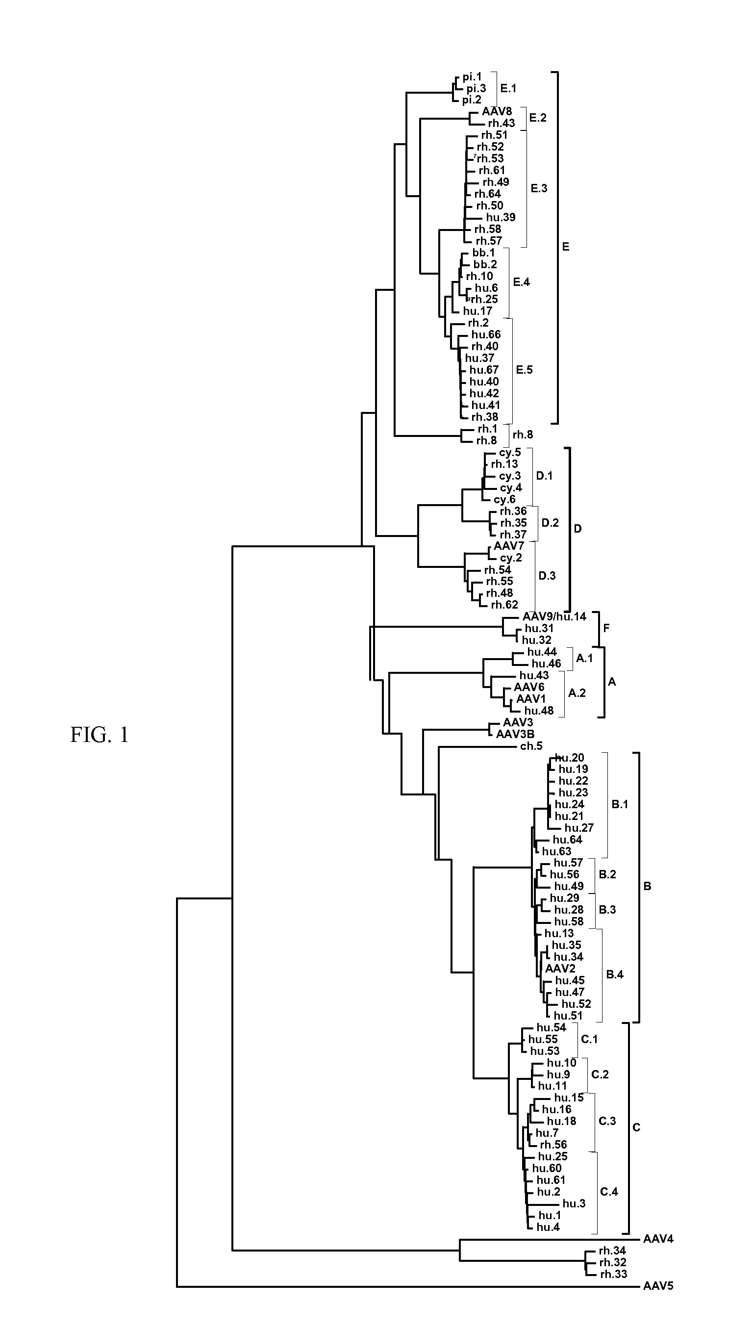 Adeno-associated virus (AAV) clades, sequences, vectors containing same, and uses therefor