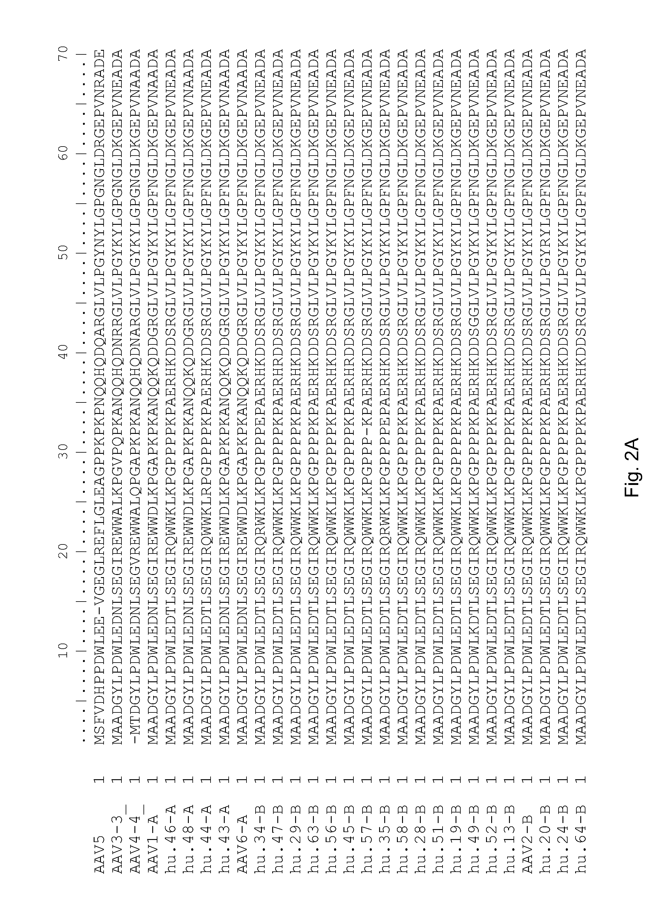 Adeno-associated virus (AAV) clades, sequences, vectors containing same, and uses therefor