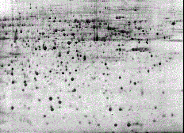 Sample preparation method for mice brain tissue proteome analysis