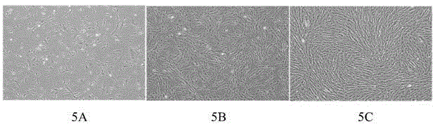 Kit for culturing hUC-MSC step by step and hUC-MSC obtained by adopting same