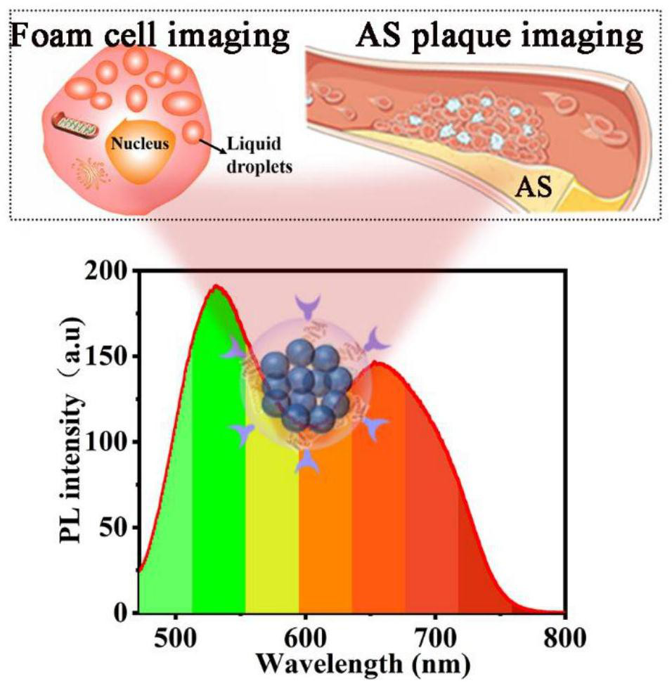 Preparation method of dual-emission quantum dot and application of dual-emission quantum dot in biological imaging