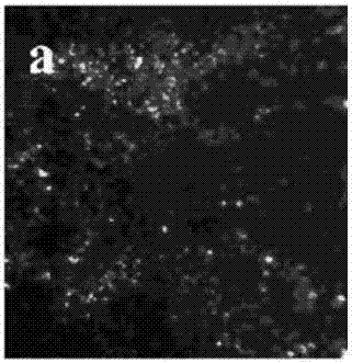 Electrolyte capable of suppressing zinc dendritic crystal growth in charging-discharging process of Zn-PANI secondary battery