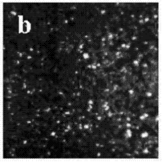 Electrolyte capable of suppressing zinc dendritic crystal growth in charging-discharging process of Zn-PANI secondary battery