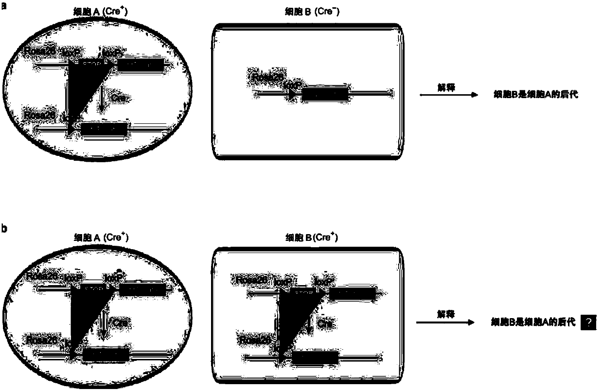 Dual-homologous recombination pedigree tracing technique