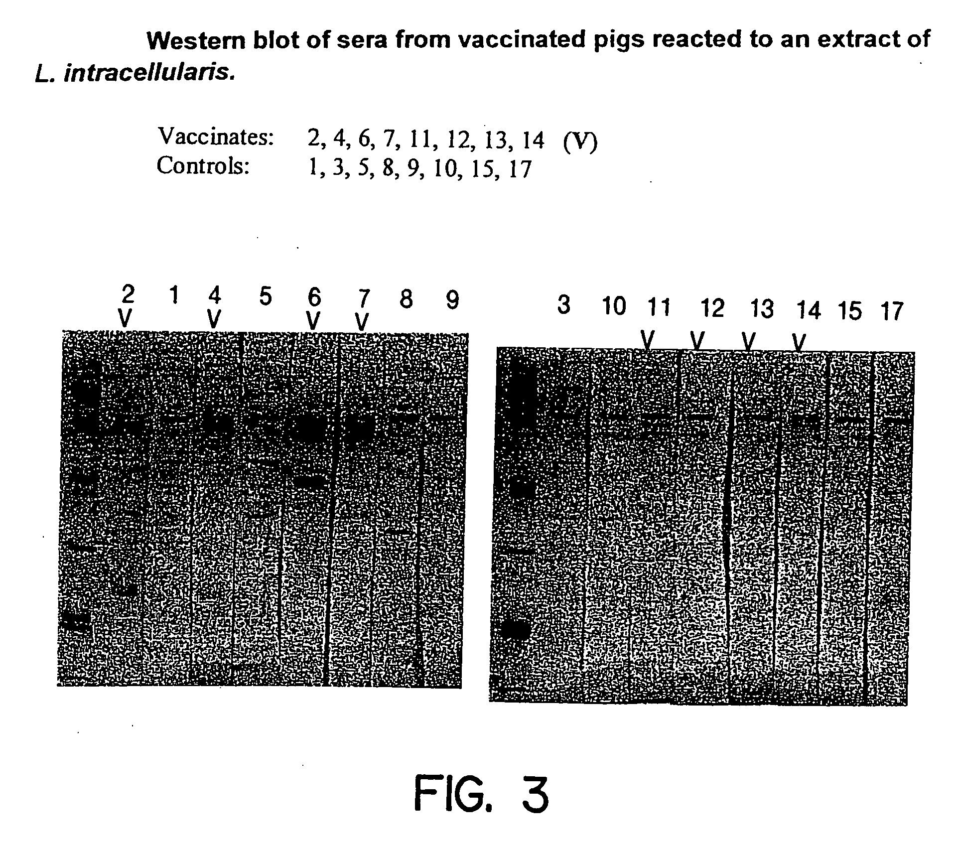 Vaccines for proliferative ileitis and methods of making and using the same
