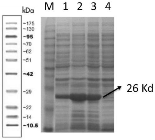 Mycoplasma capricolum subsp. capripneumoniae specific protein and indirect ELISA kit