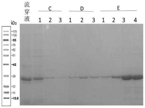 Mycoplasma capricolum subsp. capripneumoniae specific protein and indirect ELISA kit