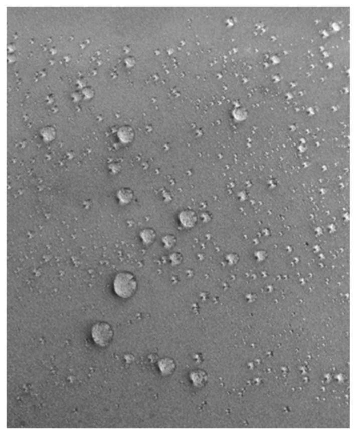 A kind of hydrophobic silica sol precursor composition and preparation method thereof