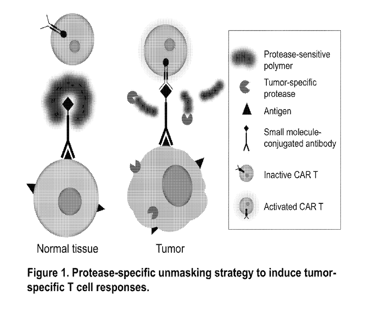 Immunotherapy compositions and methods