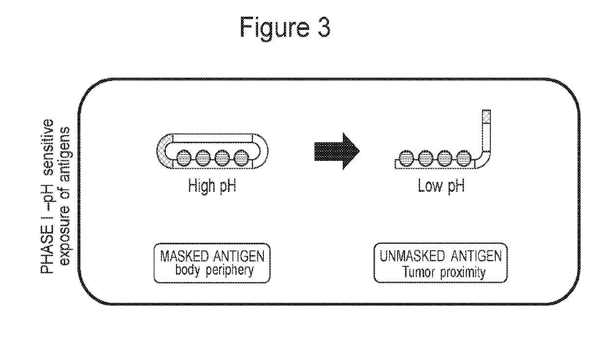 Immunotherapy compositions and methods