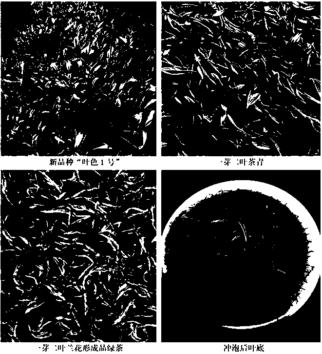 Flower-aroma golden yellow green tea product and preparation method thereof