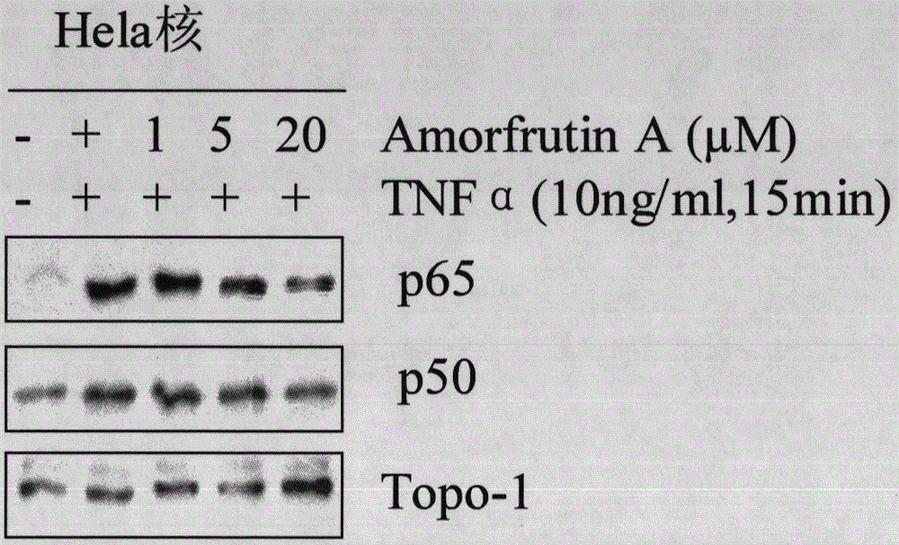 Application of natural small molecular compound in inflammation and tumor resistance