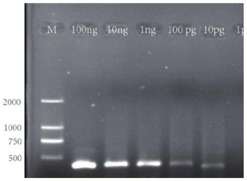 Rapid molecular detection method for pathogenic bacterium colletotrichum siamese of colletotrichum leaf disease of rubber trees, and application of primer