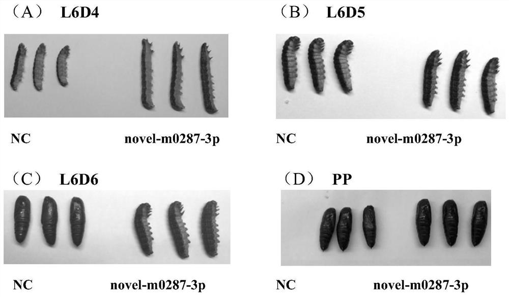 mir-novel-0287-3p and its application in pest control