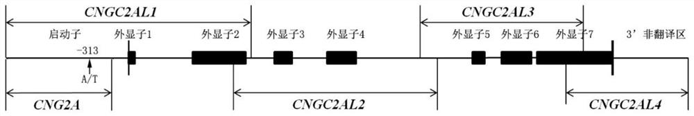 Wheat Seed Dormancy Persistence Gene tacngc-2a and Its Functional Markers