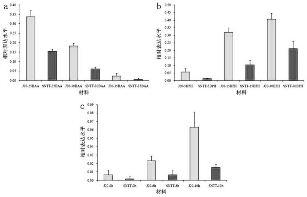 Wheat Seed Dormancy Persistence Gene tacngc-2a and Its Functional Markers