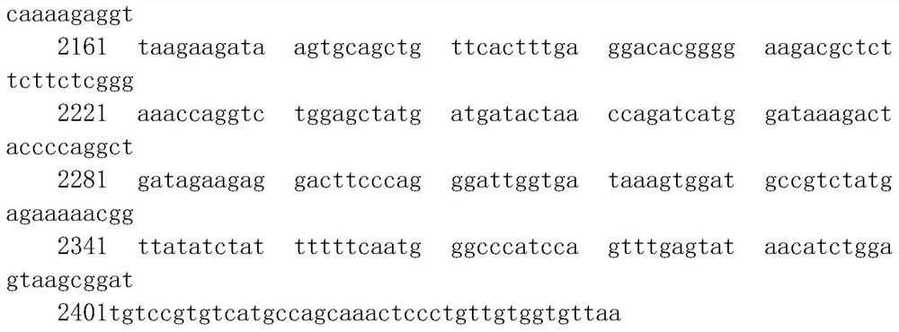 Anti-canine matrix metalloproteinase hybridoma cell strain, preparation method of hybridoma cell strain, monoclonal antibody and application of monoclonal antibody