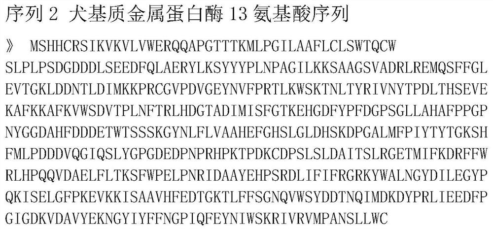 Anti-canine matrix metalloproteinase hybridoma cell strain, preparation method of hybridoma cell strain, monoclonal antibody and application of monoclonal antibody