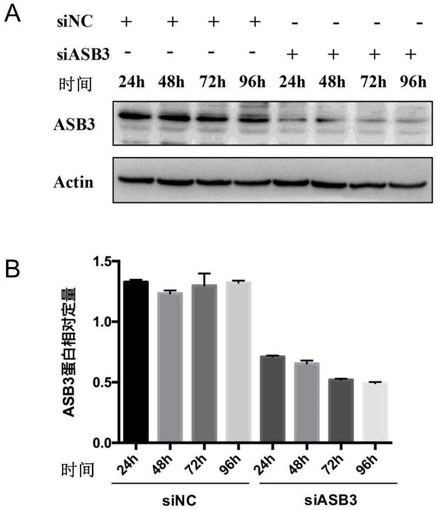 Application of e3 ubiquitin ligase asb3 in the preparation of therapeutic drugs for liver cancer