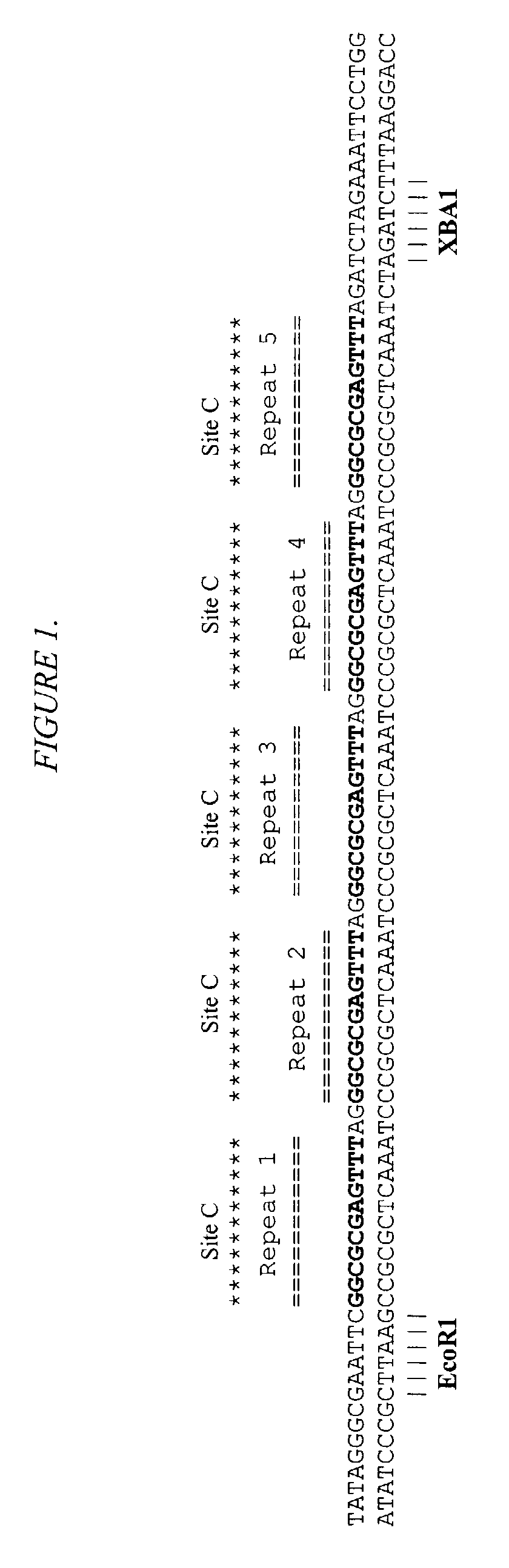 Telomerase expression repressor proteins and methods of using the same