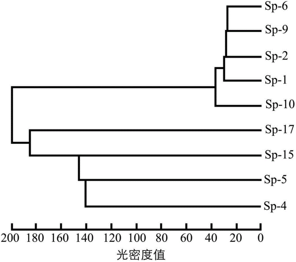 Method for Distinguishing Pros and Cons of Production Characters of Spirulina Strains