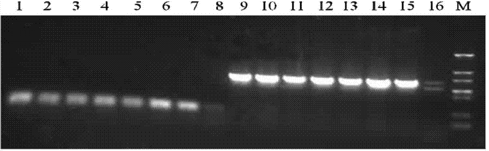Method for efficiently expressing antibacterial peptide NZ2114 in recombinant pichia pastoris