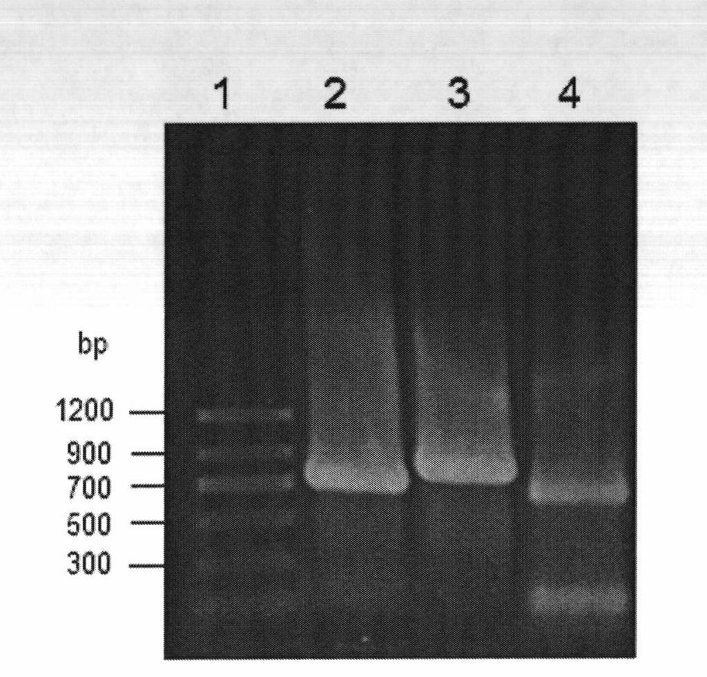 Reductase, reductase gene, recombinant enzyme, preparation method of recombinant enzyme and application