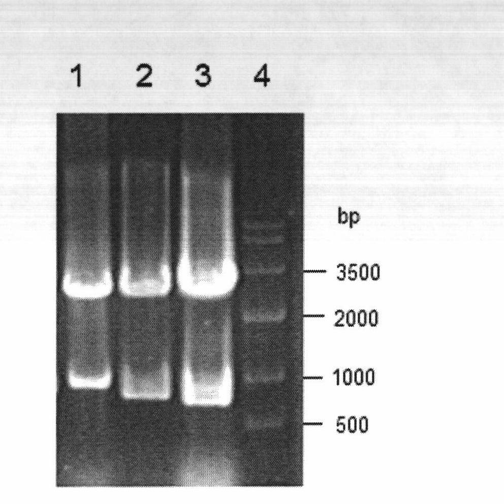 Reductase, reductase gene, recombinant enzyme, preparation method of recombinant enzyme and application