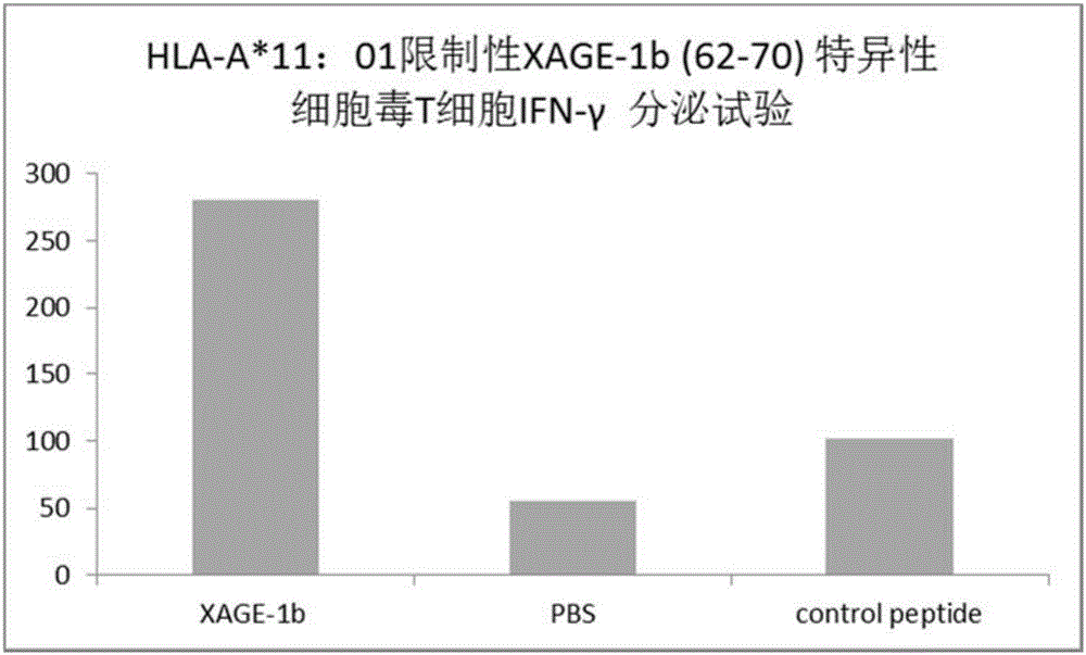 Tumor-associated antigen XAGE-1b short peptide and application thereof