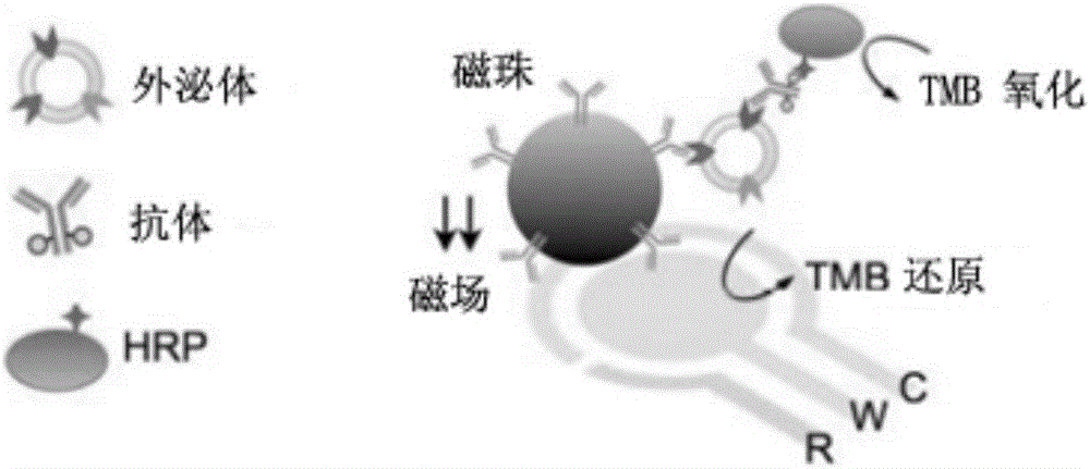 Method for detecting exosome GPCI protein