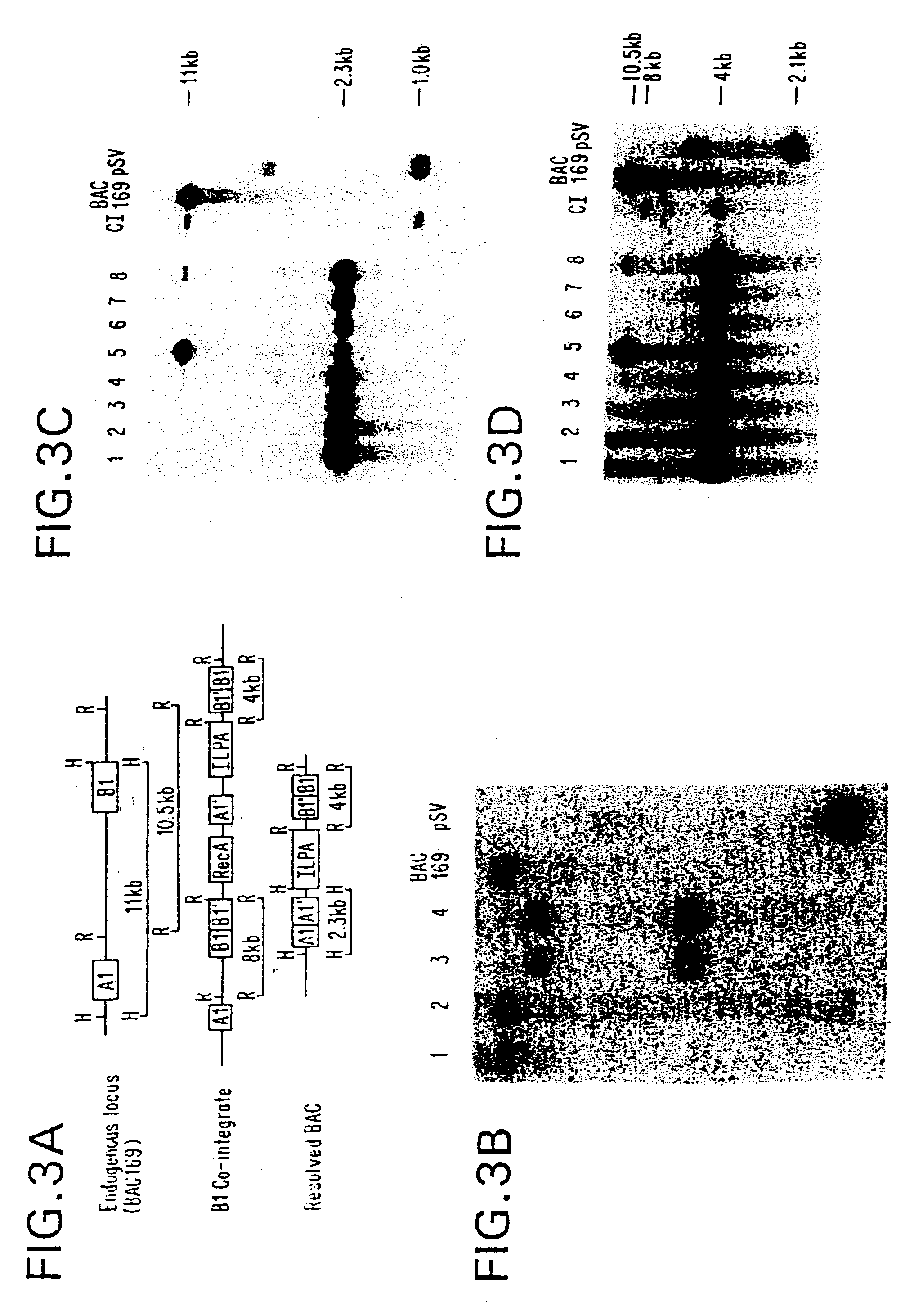 Methods of preforming homologous recombination based modification of nucleic acids in recombination deficient cells and use of the modified nucleic acid products thereof