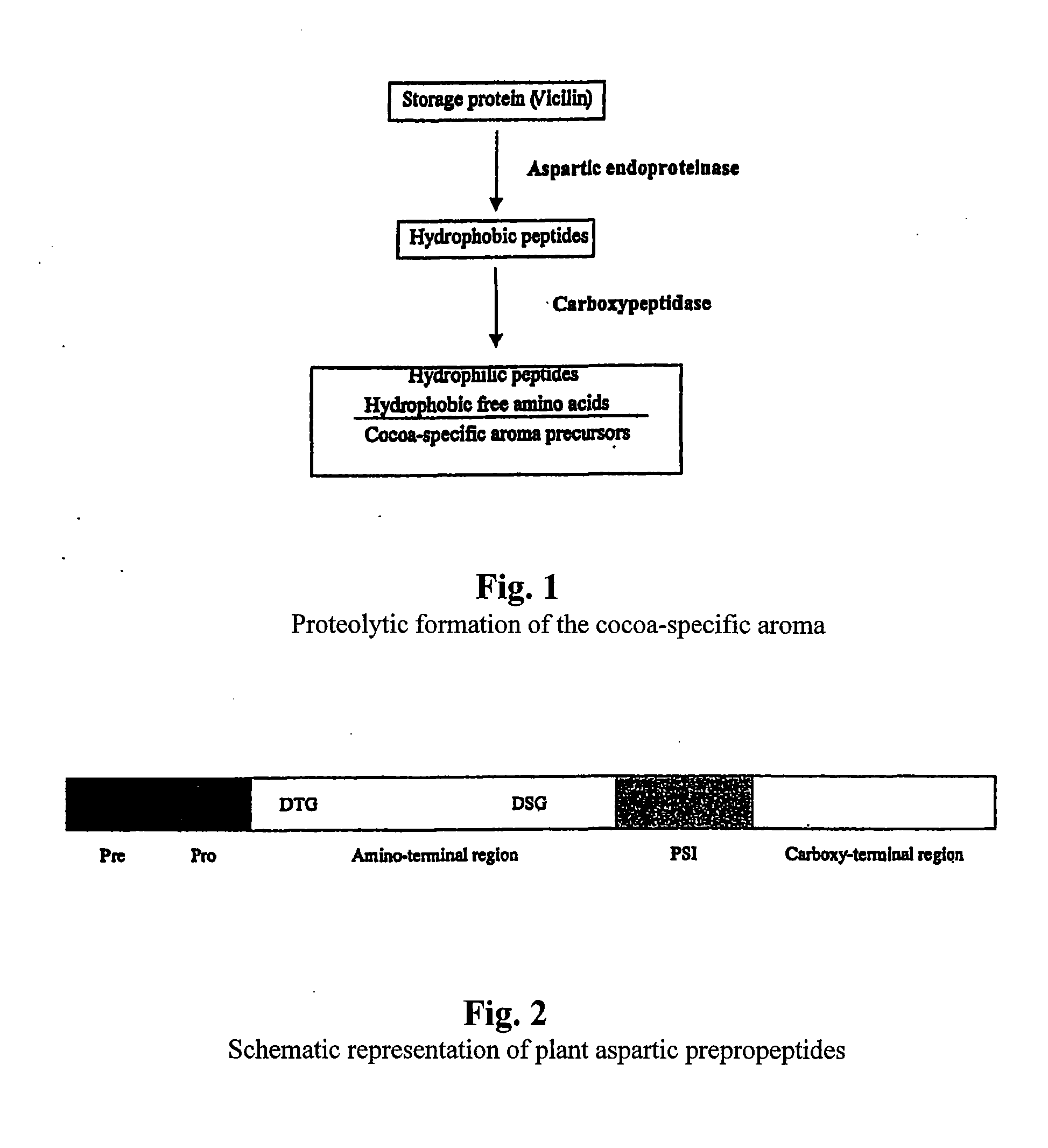 Cacao endoproteinases and production of cocoa flavor from same