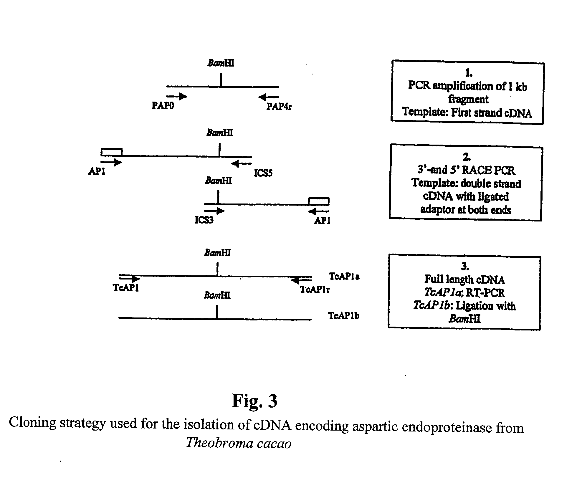 Cacao endoproteinases and production of cocoa flavor from same