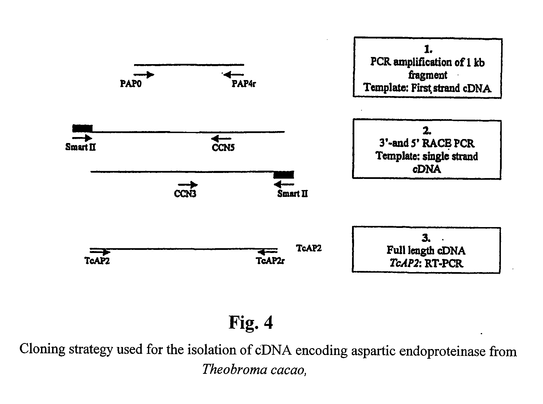 Cacao endoproteinases and production of cocoa flavor from same