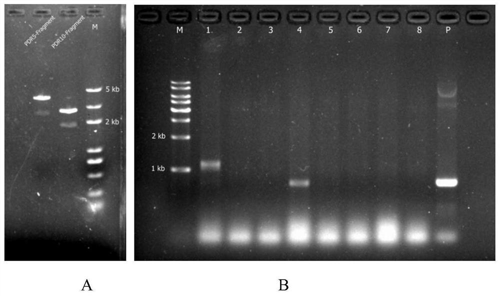 CRISPR/Cas9 system suitable for saccharomyces polygene knockout as well as construction method and application of CRISPR/Cas9 system