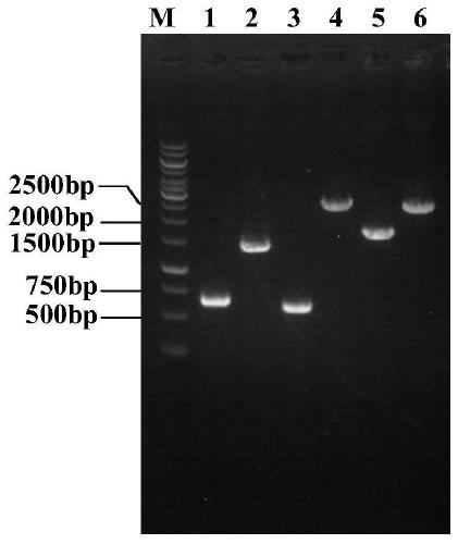 A genetically engineered bacterium for the production of l-theanine and its construction and application