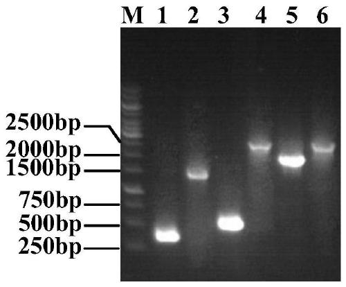 A genetically engineered bacterium for the production of l-theanine and its construction and application