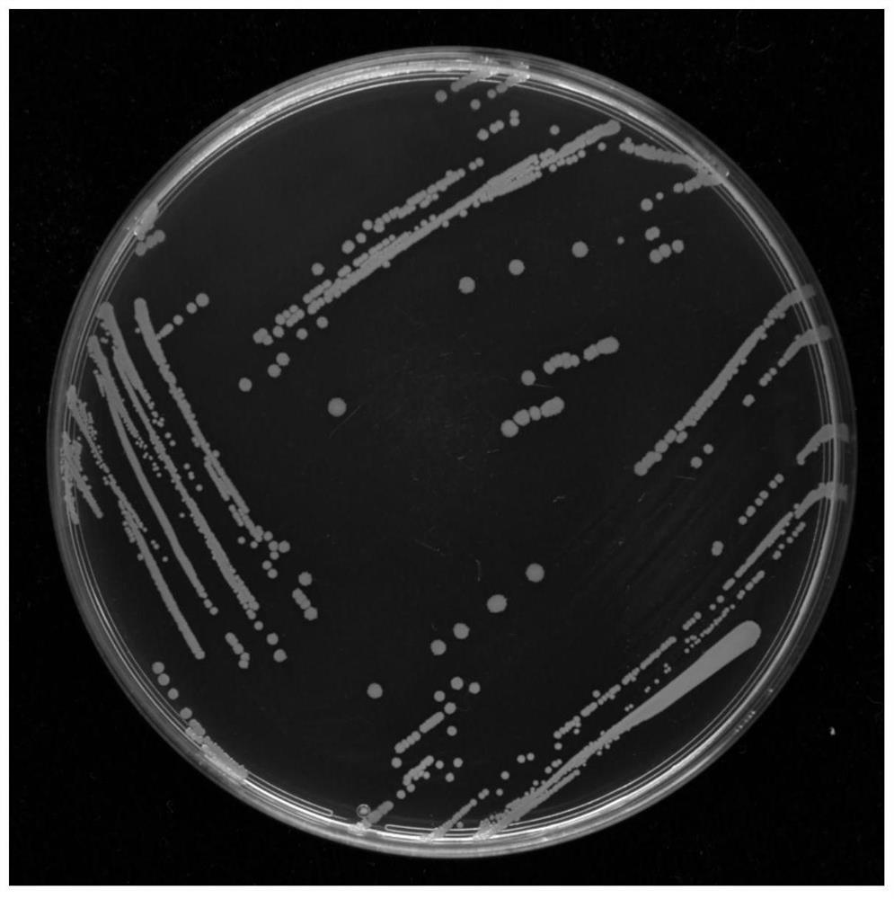 A kind of microbial quorum sensing signal quenching bacteria and its application as bio-control bacteria