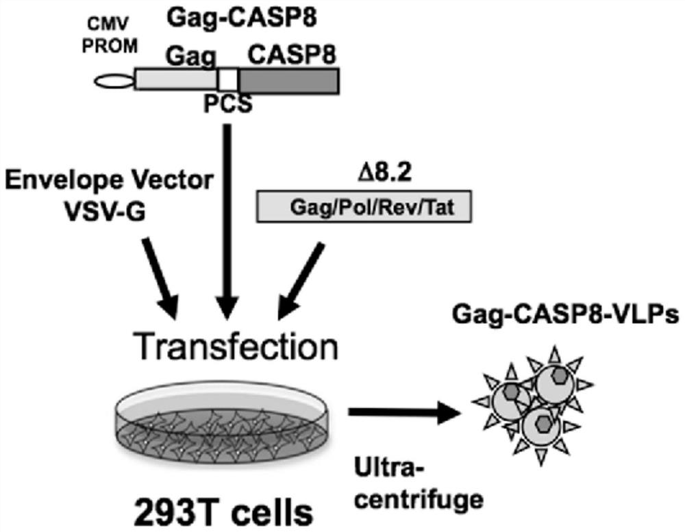 A virus-like particle comprising casp8 apoptosis protein and its preparation method and application