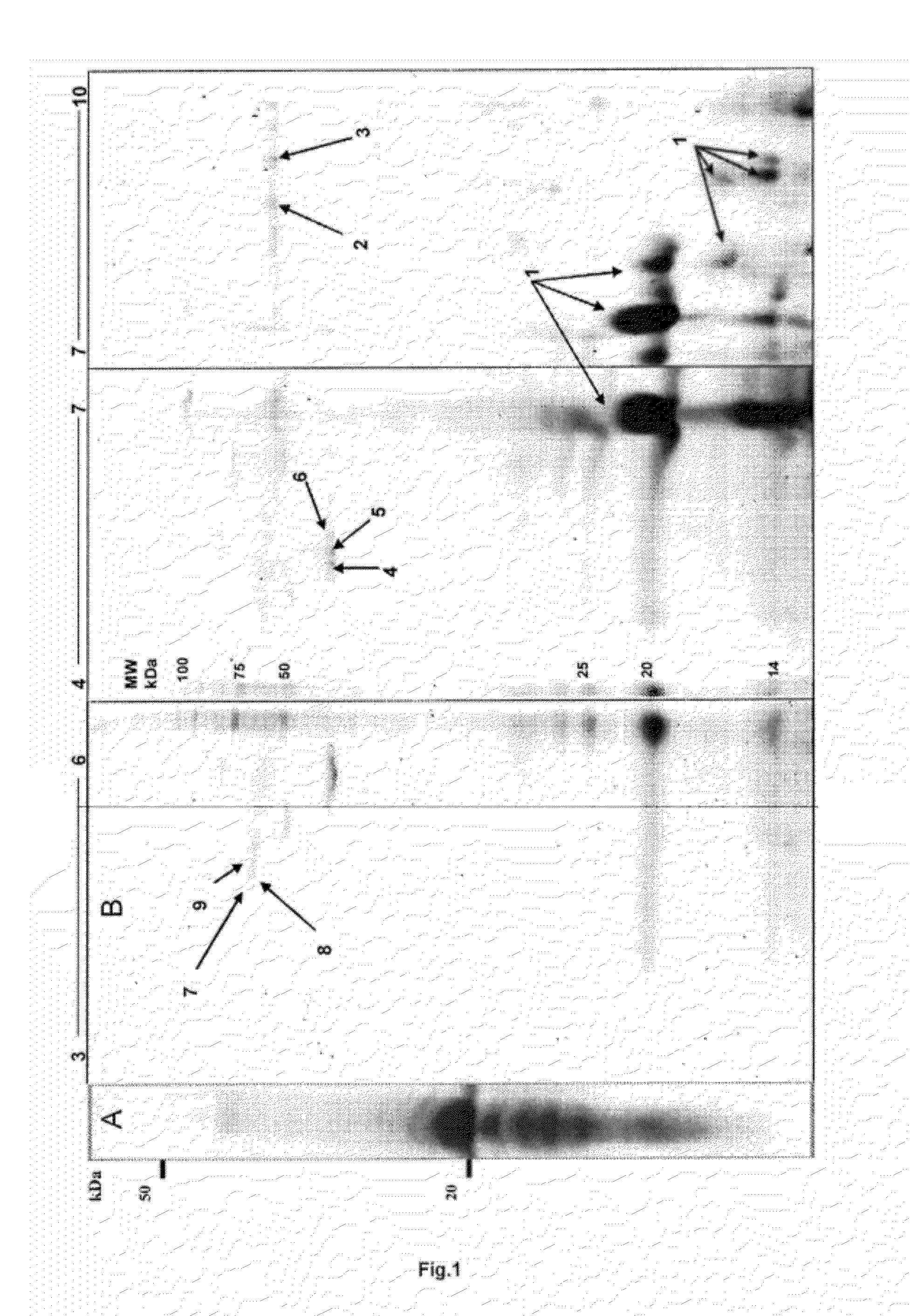 Purified emd protein composition